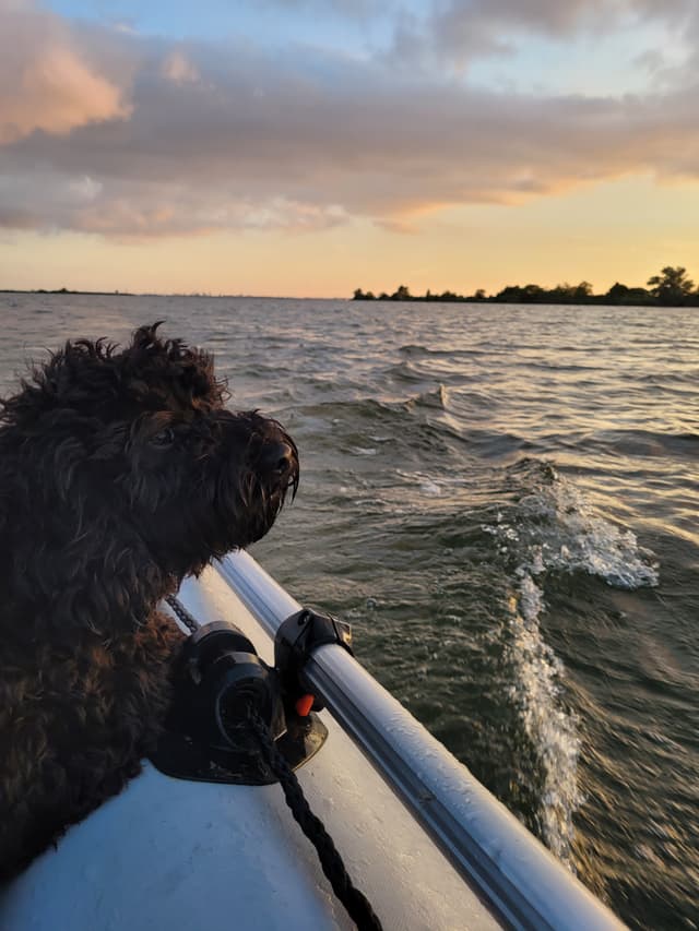 Picture of Mik the Dog